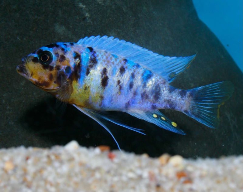 Maylandia fainzilberi 'Ngwasi'